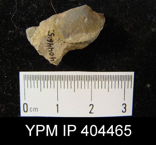 Rhipidomella sp.