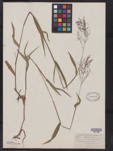 Panicum microcarpon