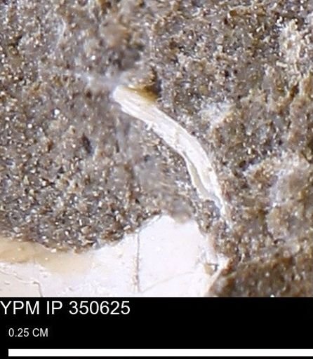 undet. Mollusca
