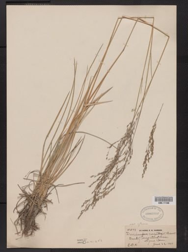 Deschampsia caespitosa