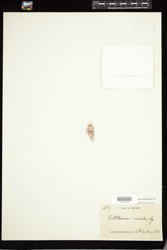 Callithamnion versicolor