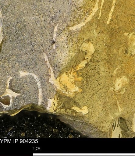 undet. Mollusca