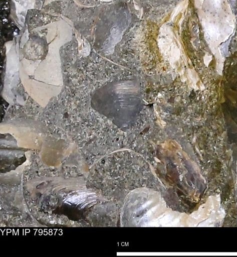 undet. Bivalvia