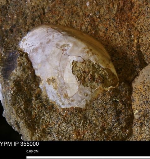 Limopsis sp.