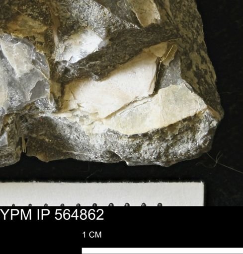 Phelopteria linguaeformis