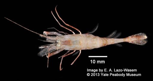 Notocrangon antarcticus
