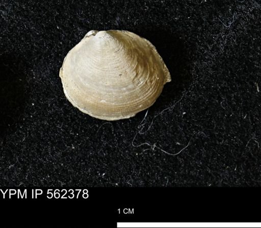 Limopsis striatopunctatus