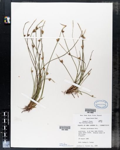 Plantae