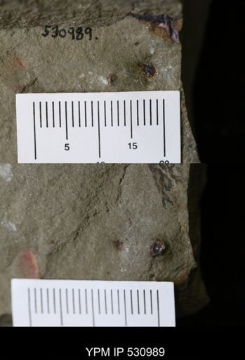 Porifera?