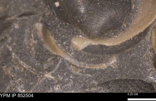 Limopsis striatopunctatus