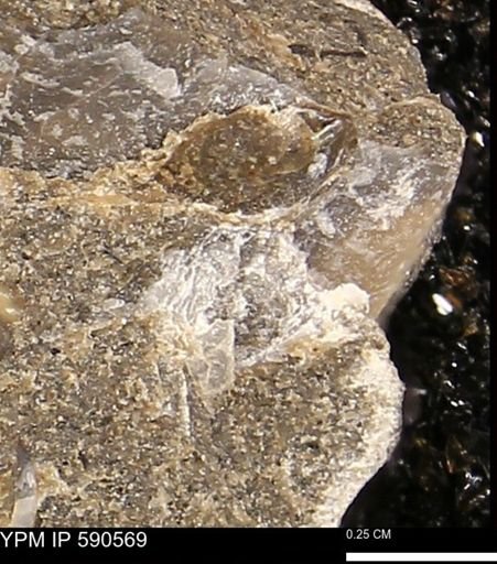 Ostreacea