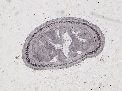 Lineus viridis