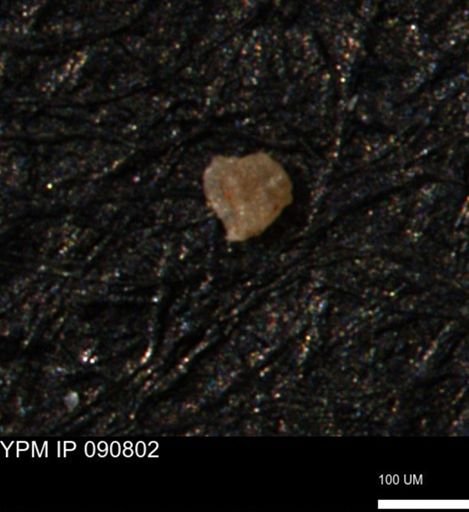 undet. Foraminiferida