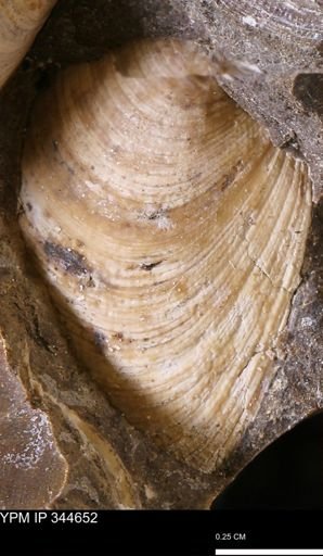 Limopsis striatopunctatus