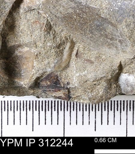 Protocardia subquadrata