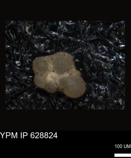 undet. Foraminiferida
