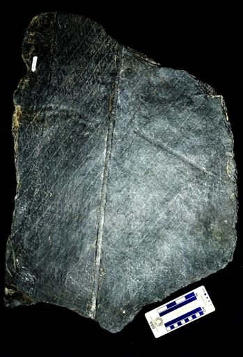 Lepidodendron sp.