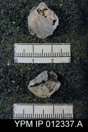 Martinia rhomboidalis