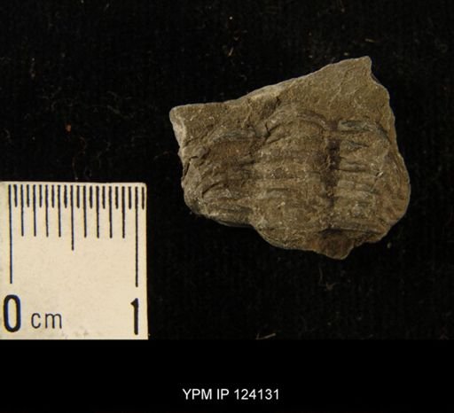 Phacops rana