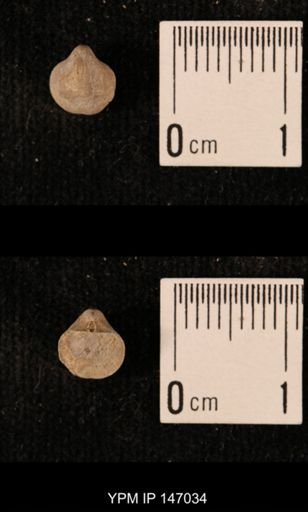 Ambocoelia planoconvexa