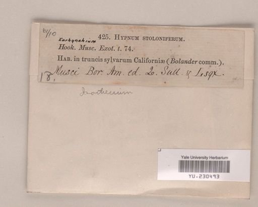Isothecium stoloniferum