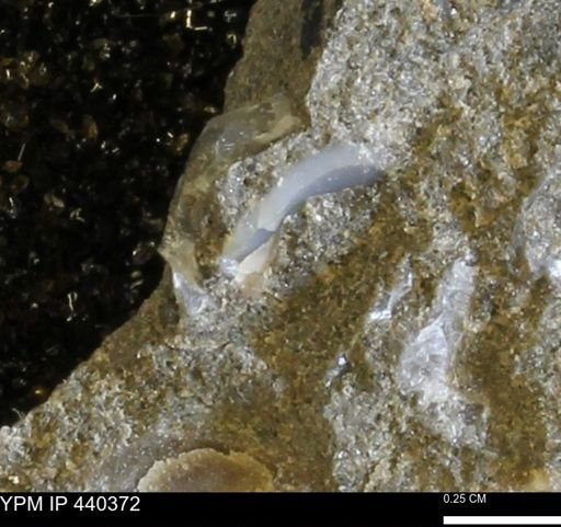 Protocardia subquadrata