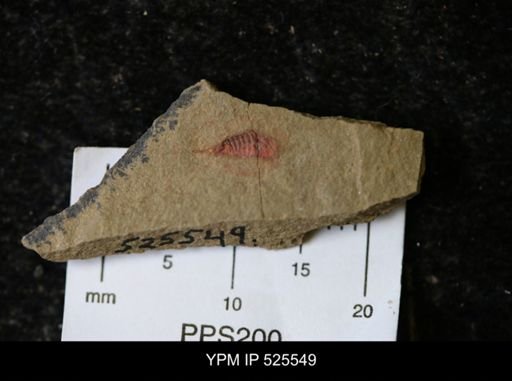 undet. Synziphosurina