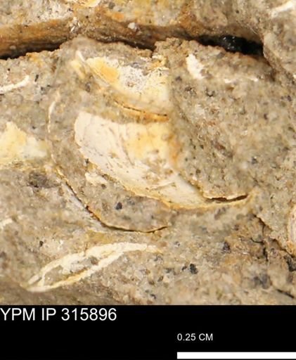 undet. Gastropoda