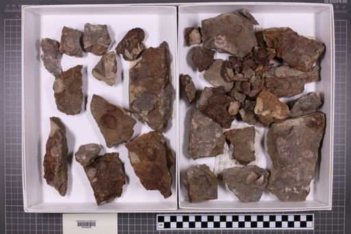 mixed taxa, stratigraphic collection