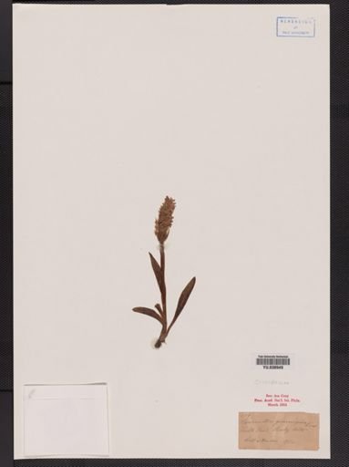 Spiranthes