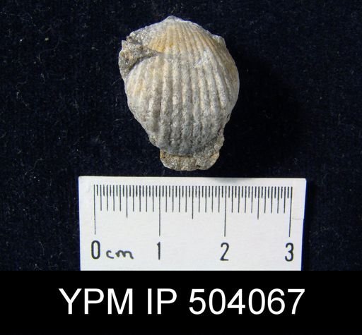Uncinulus cf. campbellanus