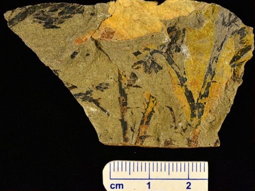 Psilophyton sp.