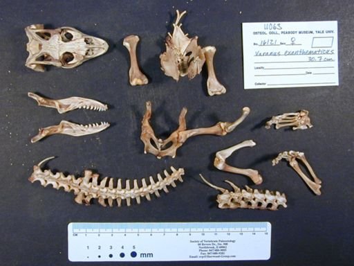 Varanus exanthematicus