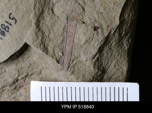 Sphenothallus sp.