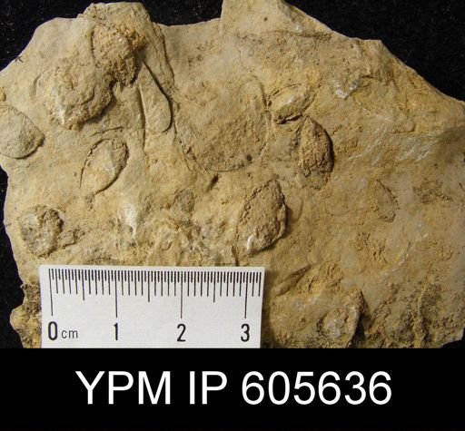 Fascifera sp.