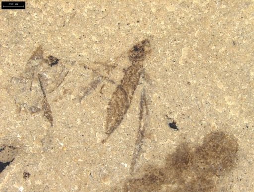 Tipulidae?