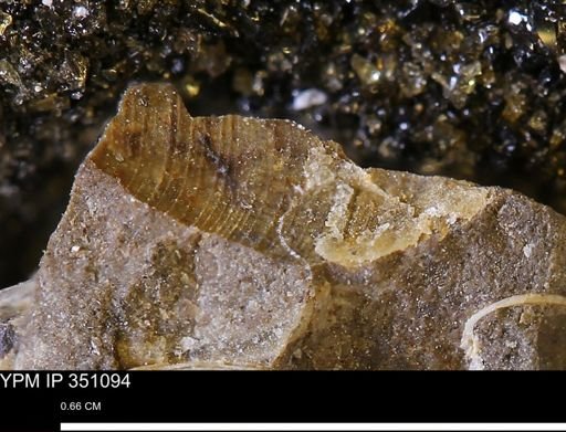 Limopsis striatopunctatus