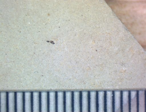 taxon undetermined