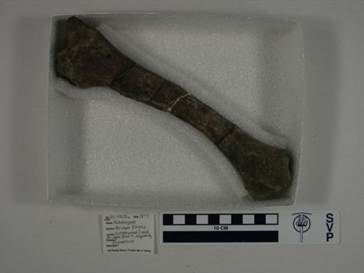 Palaeosyops
