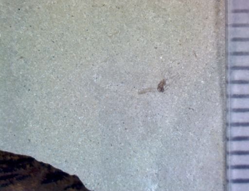 Diptera?