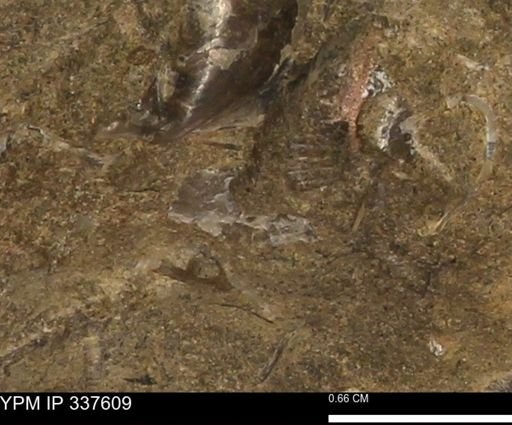 undet. Mollusca