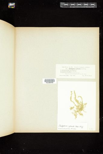 Cladophora albida