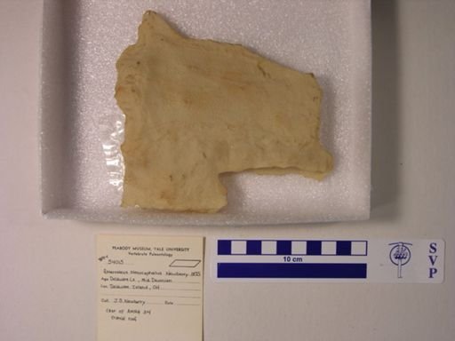 Asterosteus stenocephalus