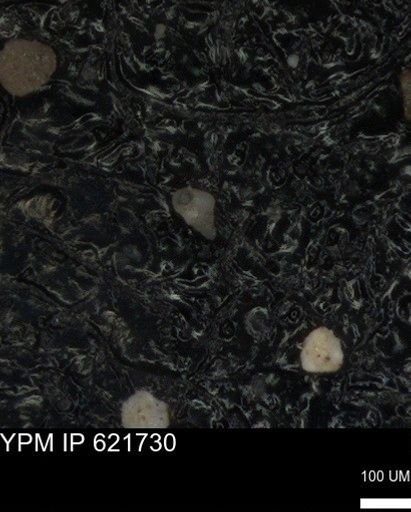 undet. Heterohelicidae