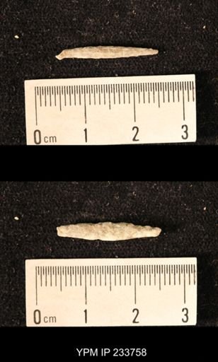 Archaeocidaris sp.