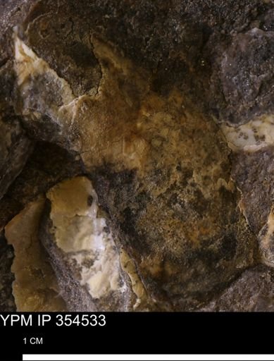 Pseudoptera subtortuosa