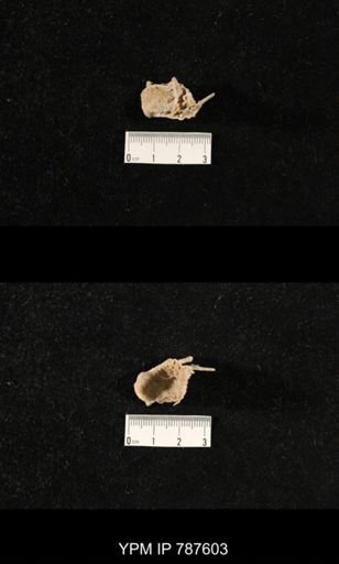 undet. Brachiopoda