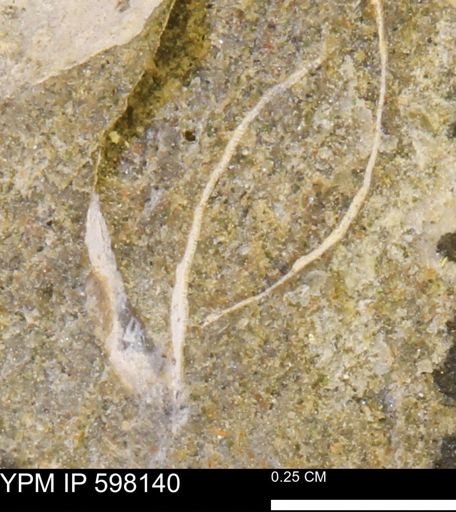 Limopsis striatopunctatus