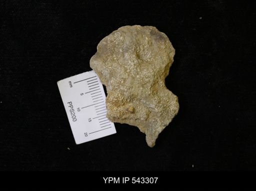 Asteriacites sp.