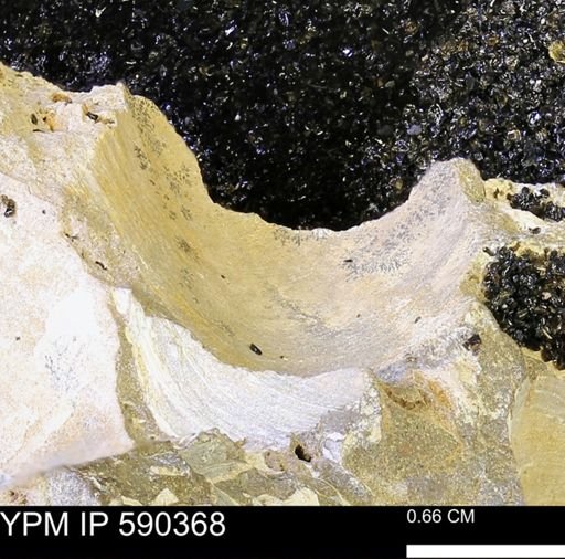 Protocardia?